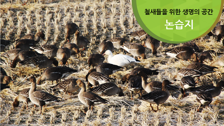 철새들을 위한 생명의 공간 논습지