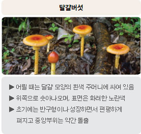 식용버섯 - 달걀버섯 : 어릴 때는 달걀 모양의 흰색 주머니에 싸여 있음, 위쪽으로 솟아나오며, 표면은 화려한 노란색, 초기에는 반구형이나 성장하면서 편평하게 펴지고 중앙부위는 약간 돌출