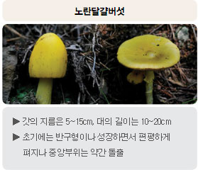 식용버섯 - 노란달걀버섯 : 갓의 지름은 5~15cm, 대의 길이는 10~20cm, 초기에는 반구형이나 성장하면서 편평하게 펴지나 중앙부위는 약간 돌출